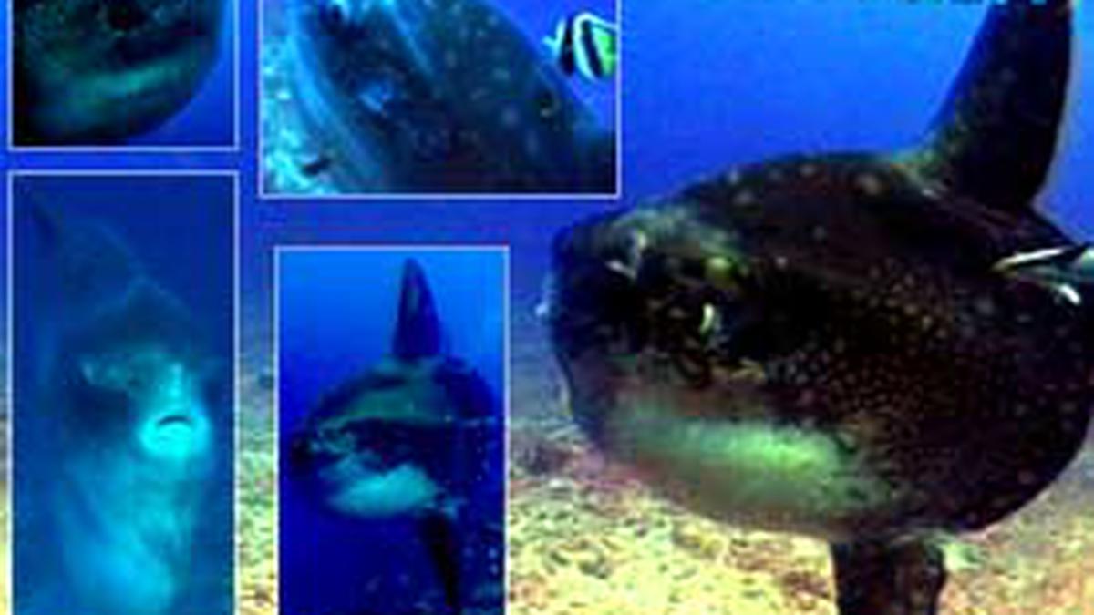 Mola Mola - News Liputan6.com