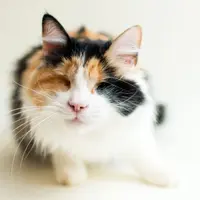 Kucing buta (Foto: Metro.co.uk)