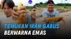 Beruntung dan unik. Pria temukan ikan gabus berwarna emas hingga ada yang menawar dengan ditukar motor hingga mahar uang senilai Rp 20 Juta.