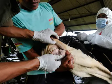 Petugas Dinas Peternakan dan Perikanan Kabupaten Bogor melakukan penyuntikan vaksin Penyakit Mulut dan Kuku (PMK) di kandang sapi perah milik warga di Situ Udik, Bogor, Jawa Barat, Selasa (21/6/2022). Sebanyak 100 ekor sapi perah disuntik vaksin PMK pada hari ini. (merdeka.com/Arie Basuki)
