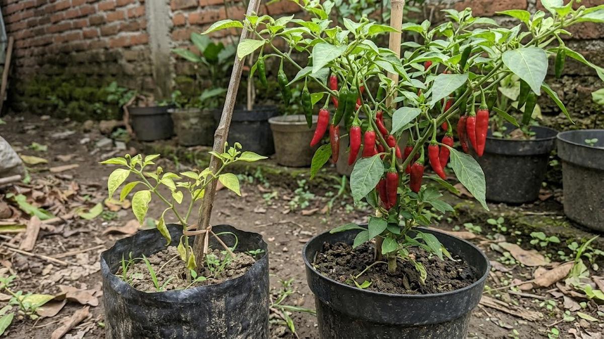 13 Cara Menyuburkan Tanaman Cabai yang Pertumbuhannya Lambat, Tumbuh Lebih Optimal
