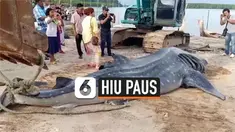 Seekor hiu paus ditemukan mati mengambang di perairan dangkal sekitar Pulau Libong, Thailand. Petugas tengah mengidentifikasi penyebab kematian hewan yang diduga berusia 9 tahun itu.