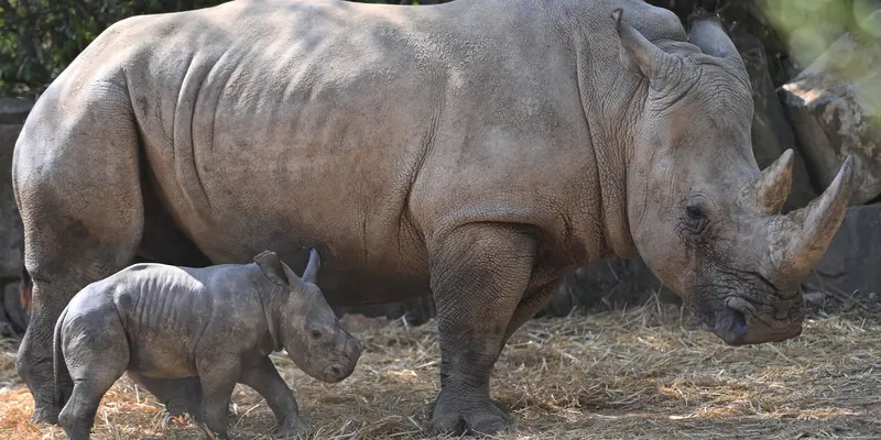 Kebun Binatang Montpellier Merayakan Kelahiran Bayi Badak Putih