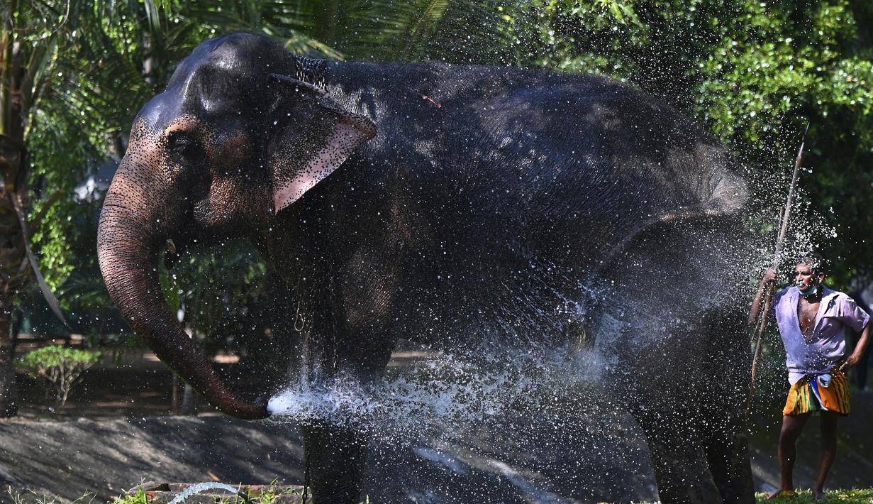 Seekor gajah menyiram punggungnya dengan air pada hari pertama prosesi Navam Buddhis dua hari terbesar di kota itu, yang juga dikenal sebagai festival Perahera, di Kolombo, Sri Lanka (15/2/2022). (AFP/Ishara S. Kodikara)