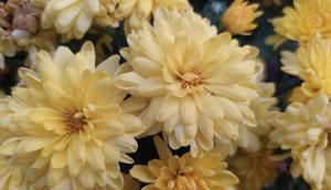 Bunga krisan berwarna kuning keemasan kerap dianggap membawa keberuntungan, kemakmuran, dan umur panjang dalam tradisi Tionghoa. (Sumber foto: Unsplash)