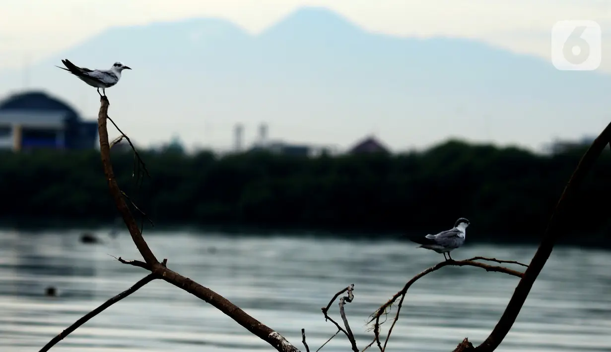 Aktivitas burung-burung Pesisir Jakarta, Sabtu (18/12/2021). Pesisir laut Jakarta yang menjadi tempat tinggal burung-burung pesisir sebagai habitnya dengan gedung-gedung bertingkat  dan statusnya terancam punah. (merdeka.com/Imam Buhori)