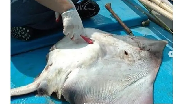 5 Potret Ikan Pari Ditemukan Mati Dengan Kondisi Penuh Sampah Ini Bikin Miris