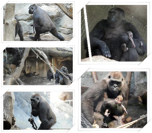 Shira saat mendapati anaknya telah mati di pelukannya | Photo: Copyright dailymail.co.uk