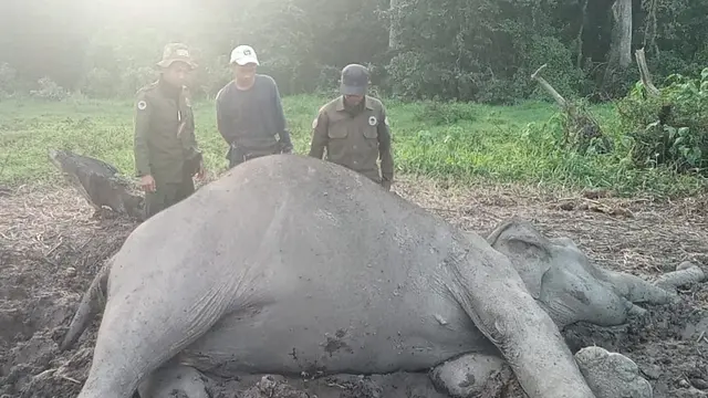Seekor gajah ditemukan mati di Tama Nasional Way Kambas, Lampung Timur, Minggu 6 Oktober 2024. Foto : (Istimewa).