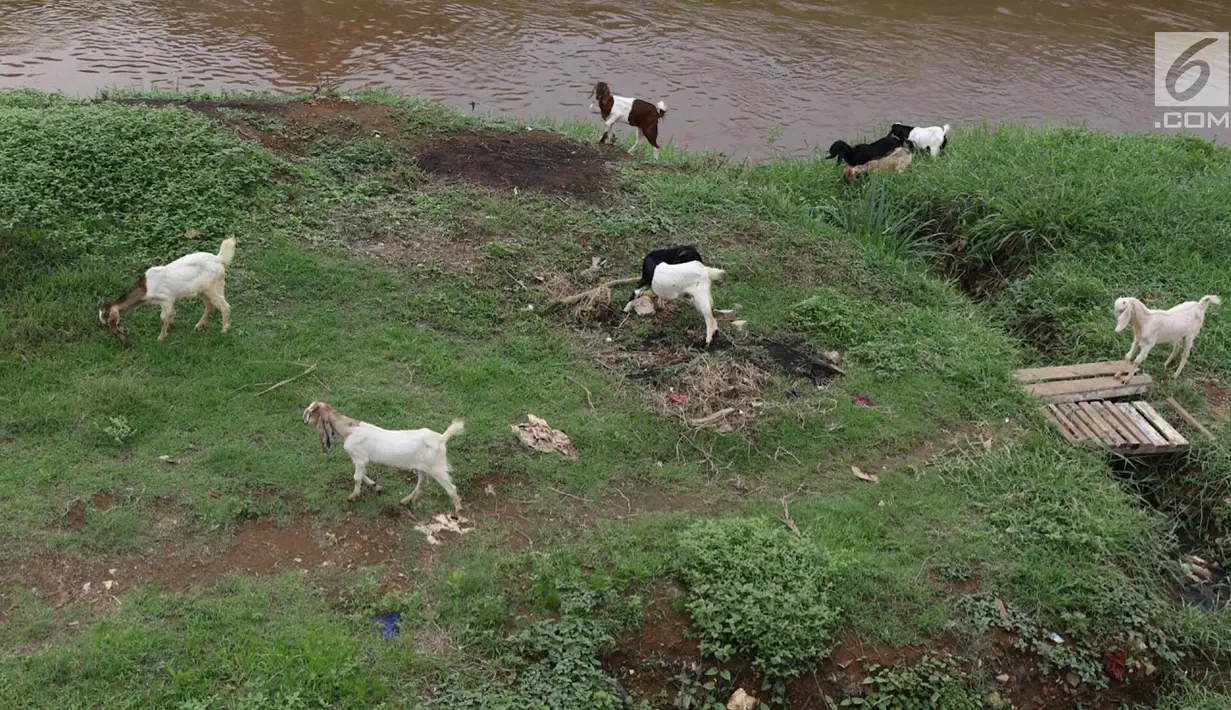 Kambing memakan rumput di bantaran Sungai Ciliwung, Jakarta, Rabu (7/11). Peternak menggembalakan kambingnya di kawasan tersebut untuk mengurangi biaya pakan. (Liputan6.com/Immanuel Antonius)