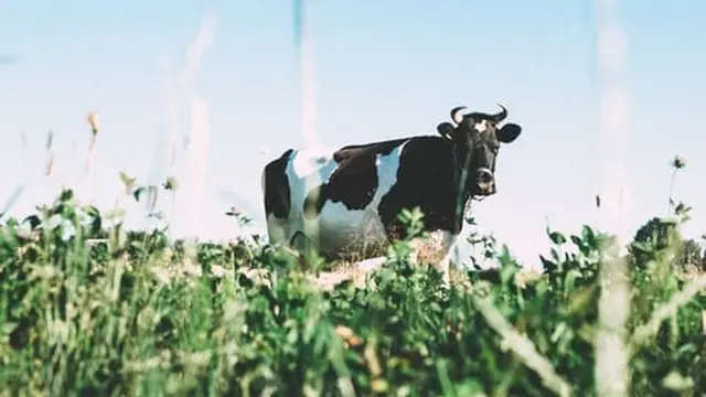 Bantu Masyarakat Lebih Mindful dalam Konsumsi Asupan, Frisian Flag Indonesia Terapkan Produk ‘Pilihan Lebih Sehat’