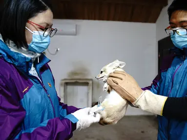 Seekor rubah Fennec menerima vaksin di Kebun Binatang Shanghai di Shanghai, China timur, pada 8 Desember 2020. Kebun Binatang Shanghai memberikan vaksinasi tahunan kepada semua hewan karnivoranya untuk memastikan kesehatan mereka. (Xinhua/Zhang Jiansong)