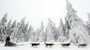 Pengemudi kereta luncur anjing menembus salju saat mengikuti lomba Sedivackuv Long di Destne v Orlicky Horach, Republik Ceko, Jumat (25/1). Lomba ini berlangsung selama lima hari. (AP Photo/Petr David Josek)