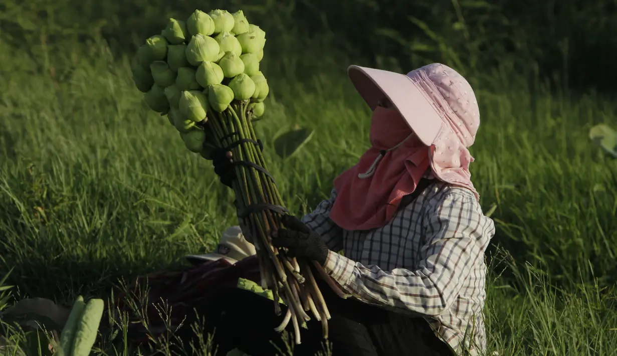 Seorang petani menyiapkan bunga teratai di Desa Krasaing Chrum, pinggiran Phnom Penh, Kamboja, Kamis (22/7/2021). Bunga teratai tersebut selanjutnya akan dikumpulkan untuk dijual di pasar. (AP Photo/Heng Sinith)