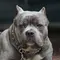 Deretan Kasus Tragis Pitbull Serang Manusia