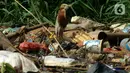 Seekor burung Pesisir Jakarta mencari makan di atas tumpukan sampah, Sabtu (18/12/2021). Pesisir laut Jakarta yang menjadi tempat tinggal burung-burung pesisir sebagai habitnya dengan gedung-gedung bertingkat  dan statusnya terancam punah. (merdeka.com/Imam Buhori)