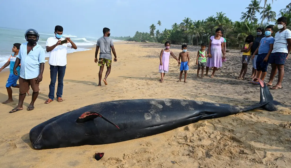 Orang-orang melihat paus pilot mati di pantai di Panadura, Sri Lanka, 3 November 2020. Tim penyelamat dan sukarelawan sejak 2 November berlomba menyelamatkan sekitar 100 paus pilot yang terdampar di pantai barat Sri Lanka. (Lakruwan WANNIARACHCHI/AFP)