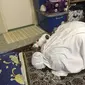 Kucing seolah jadi makmum salat. (dok. Twitter)