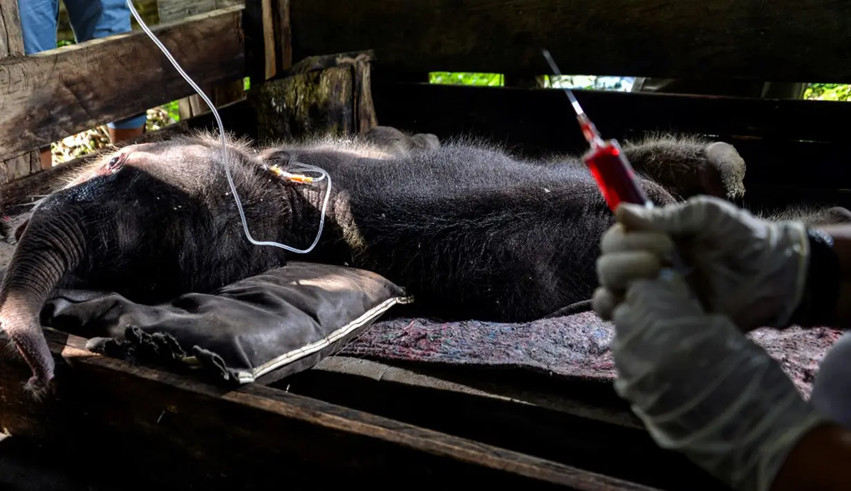 Seekor bayi gajah Sumatera mendapat perawatan medis di Pusat Konservasi Gajah Saree, Aceh Besar, Aceh, Senin (15/2/2021). Saat ini kondisi bayi gajah sangat lemah dan mengalami tremor serta tak mampu berdiri. (CHAIDEER MAHYUDDIN/AFP)