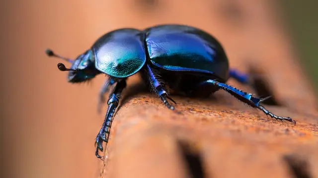Hewan Unik Berwarna Biru Paling Indah
