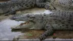 Warga di bantaran kali Porong Sidoarjo, Jawa Timur digegerkan dengan kemunculan belasan buaya.