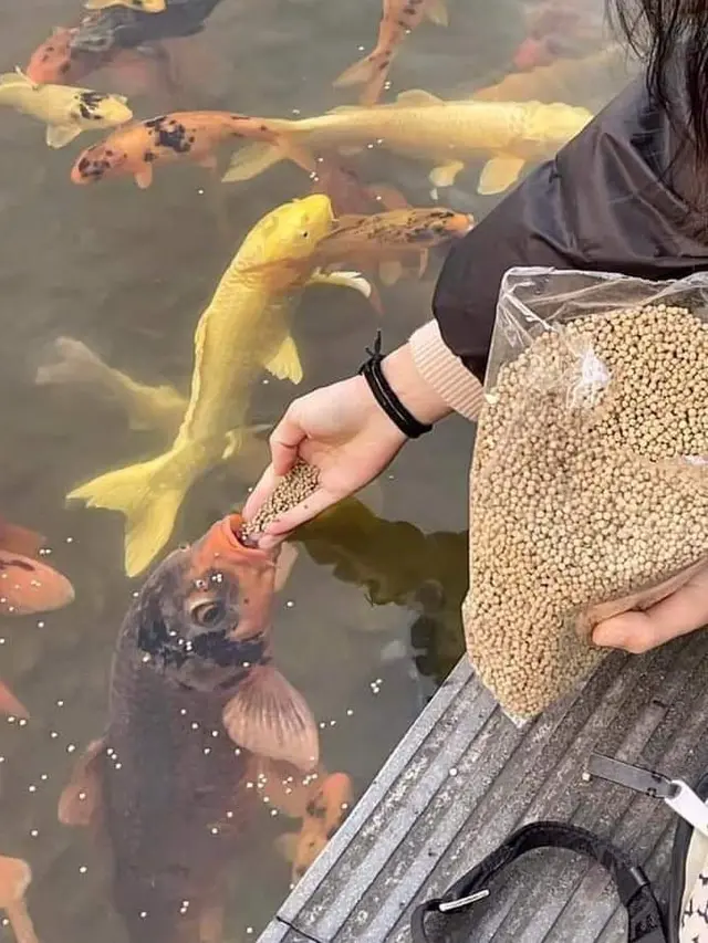 10 Potret Orang Beri Makan Ikan Layaknya Manusia Ini Kocak