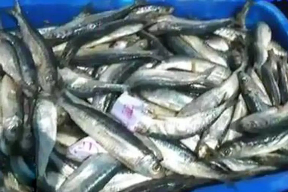 BBM Naik Akibatkan Harga Ikan Anjlok, Nelayan Menjerit 