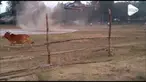 Detik-detik seekor sapi nyaris melintasi helipad di India. Beruntung helikopter berhasil mendarat dengan aman.