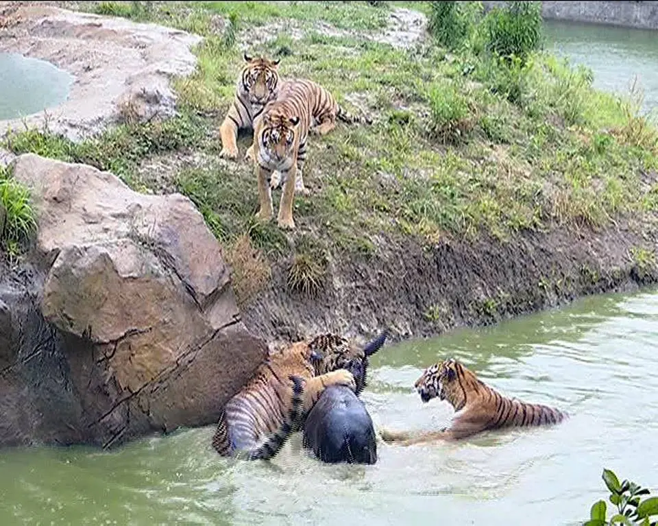 Detik-detik harimau menerkam keledai yang sengaja di dorong oleh petugas kebun binatang Yancheng Safari Park di Yancheng, China (Facebook/CGTN) 