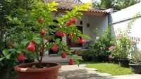 18 Jenis Pohon Buah dalam Pot yang Cocok untuk Halaman Kecil tapi Tetap Panen Banyak