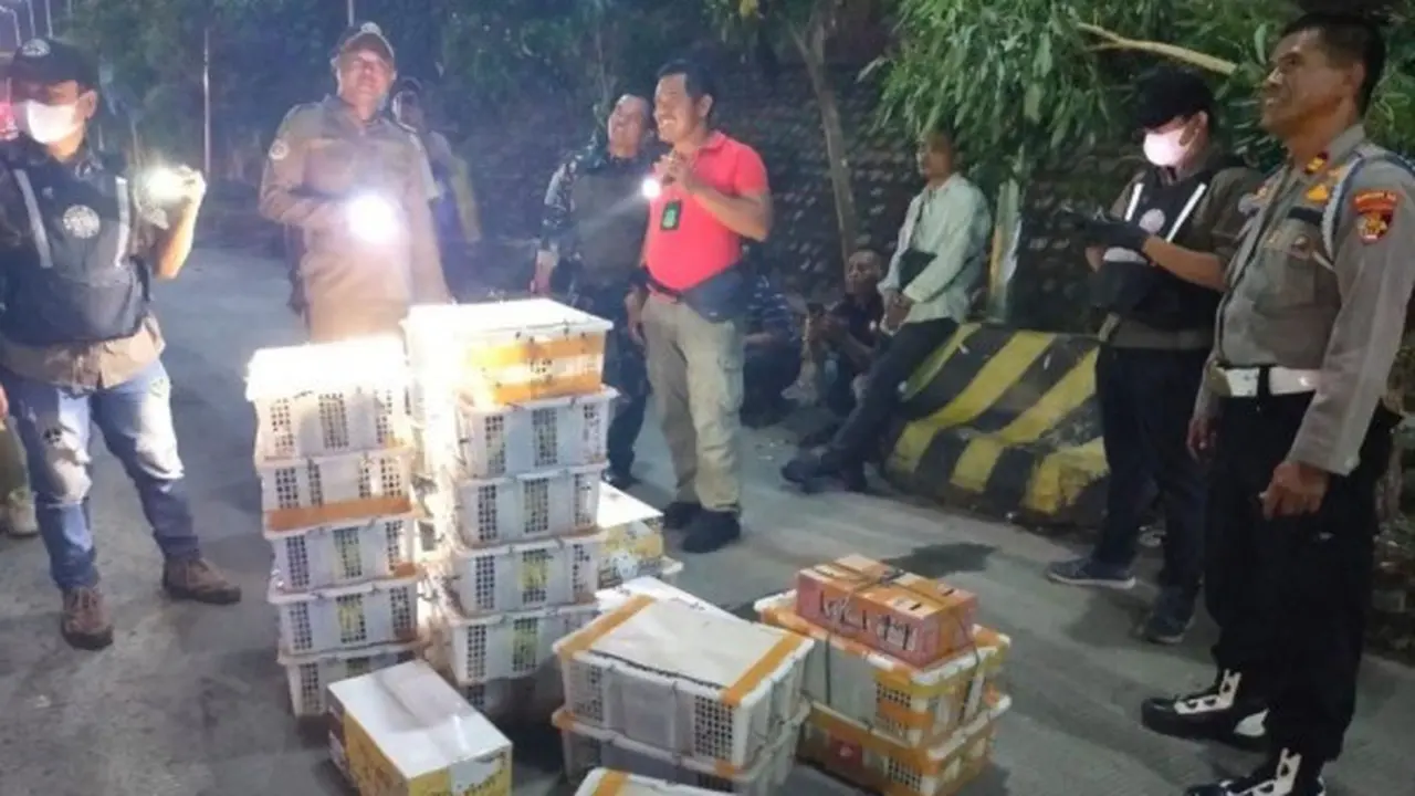 Petugas gabungan berhasil menggagalkan penyelundupan ribuan ekor burung liar di Pelabuhan Bakauheni. Foto : (Istimewa)