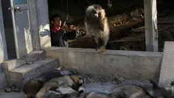 Seorang pria melemparkan seekor rubah yang telah mati untuk nantinya diambil bulunya di desa Nanzhuang, Cina, (11/12). Mereka membunuh rubah tersebut dengan cara menyetrum. (REUTERS/William Hong)