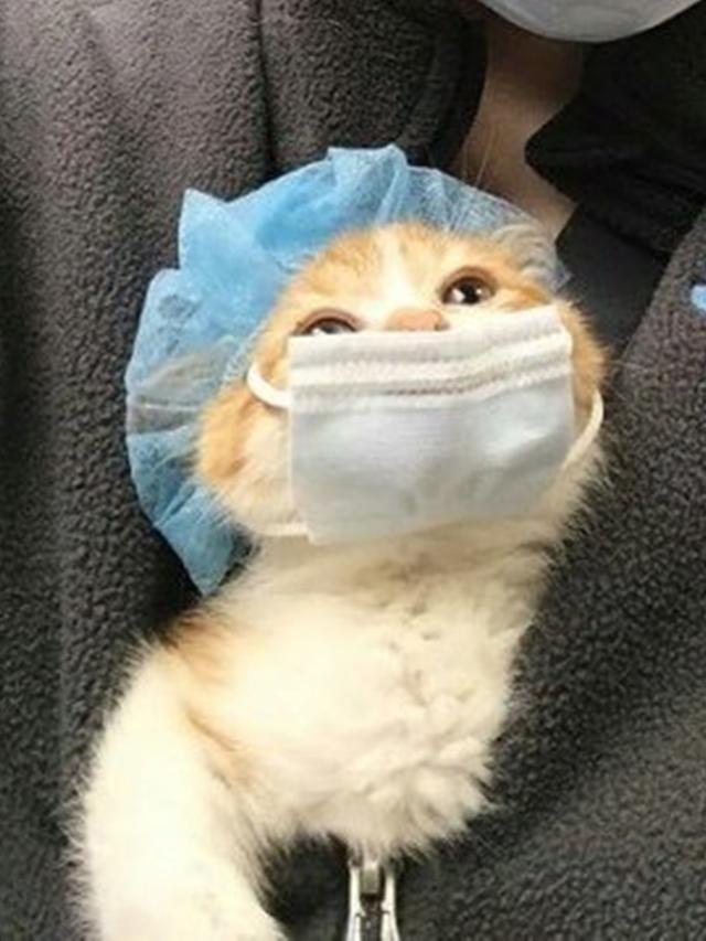 6 Potret Lucu Kucing Pakai Masker hingga Face Shield, Ikut Cegah Virus