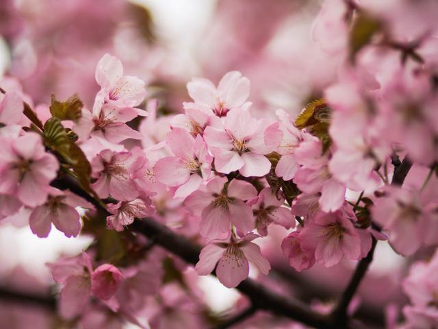 Wajah Cerah Dengan Khasiat Bunga Sakura Dari Pulau Jeju Beauty Fimela Com