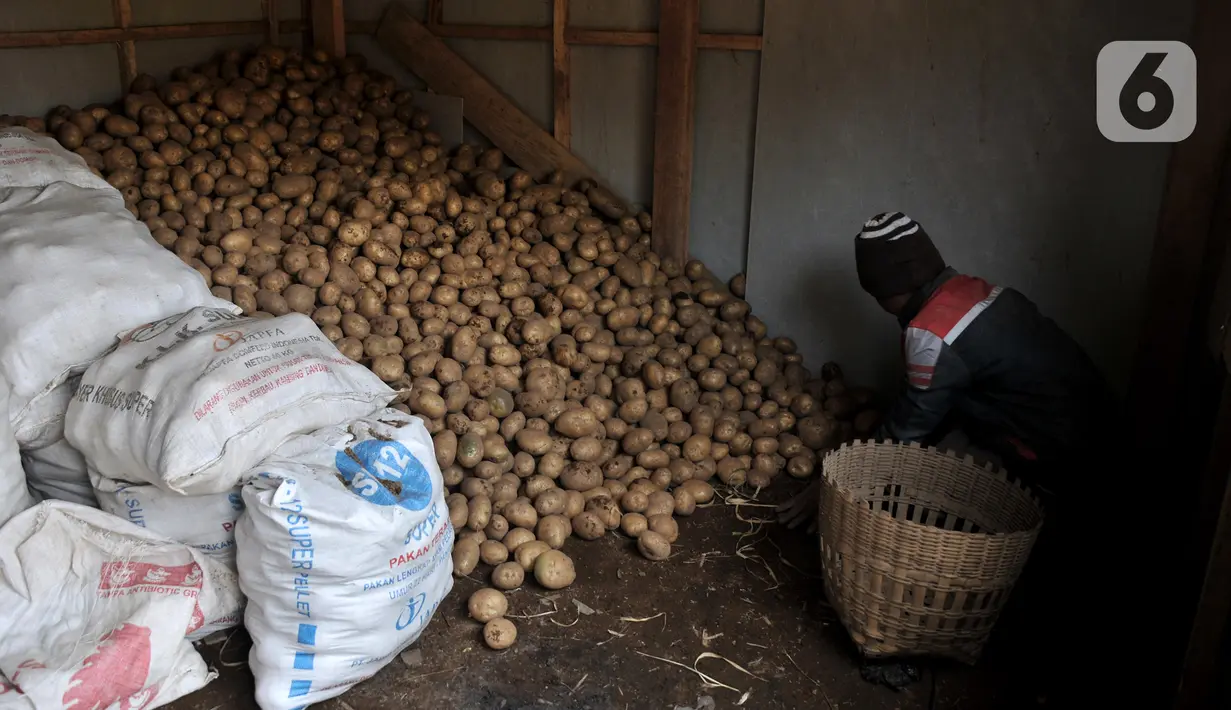 Seorang petani mengumpulkan kentang hasil panen di Desa Sembungan, Dieng, Jawa Tengah, 1Juli 2021. Masyarakat di Dieng berharap pandemi segera berakhir agar harga kentang kembali normal dan geliat wisata kembali ramai. (merdeka.com/Iqbal S. Nugroho)