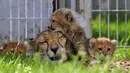 Bayi cheetah berinteraksi dengan induknya, Savannah, di Kebun Binatang Praha, Republik Ceko, Kamis (3/8). Lima ekor cheetah, 3 jantan dan 2 betina, dilahirkan pada 15 Mei 2017 lalu dan menambah total 64 cheetah di kebun binatang ini. (MICHAL CIZEK/AFP)