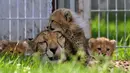 Bayi cheetah berinteraksi dengan induknya, Savannah, di Kebun Binatang Praha, Republik Ceko, Kamis (3/8). Lima ekor cheetah, 3 jantan dan 2 betina, dilahirkan pada 15 Mei 2017 lalu dan menambah total 64 cheetah di kebun binatang ini. (MICHAL CIZEK/AFP)