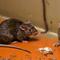 Hantavirus Berpotensi Rendah Picu Pandemi Global, Penularan Butuh Kontak Erat dan Lama. Foto dibuat oleh AI.
