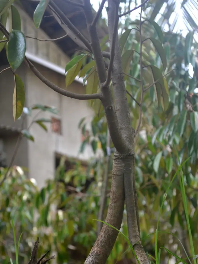 Bibit durian Sarakapita. (Liputan6.com/Muhamad Ridlo)