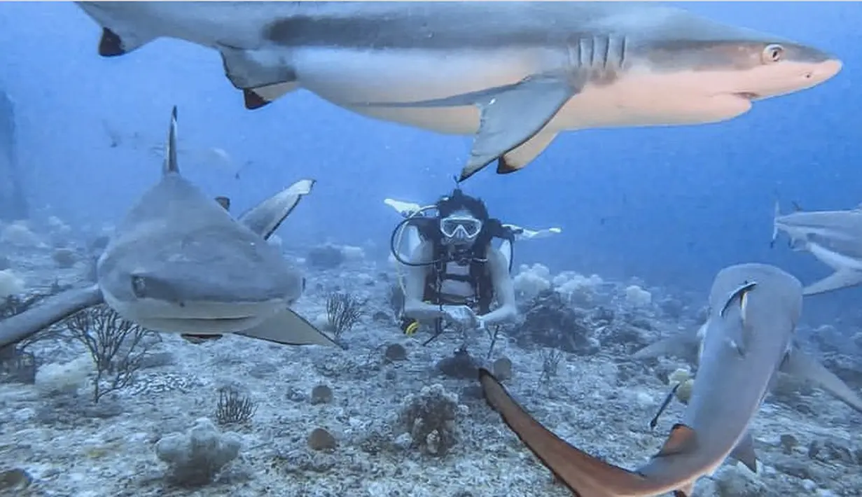 <p>Menakjubkannya saat di Maluku, tanpa rasa takut Gisel berfoto dengan dikelilingi para hiu ketika diving. @gisel_la</p>
