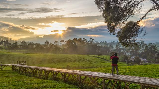 Ilustrasi seorang fotografer mengambil momen sunrise di jembatan pertengahan kebun teh hijau Pangalengan, Bandung.