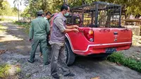 Personel BBKSDA Riau membawa box trap atau kandang jebak ke Desa Teluk Lanus jika harimau sumatra akan dievakuasi. (Liputan6.com/M Syukur)
