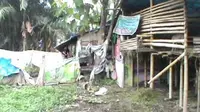 Miris, Sepasang Lansia Tinggal di Bekas Kandang Kambing