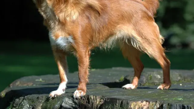Anjing Chihuahua.