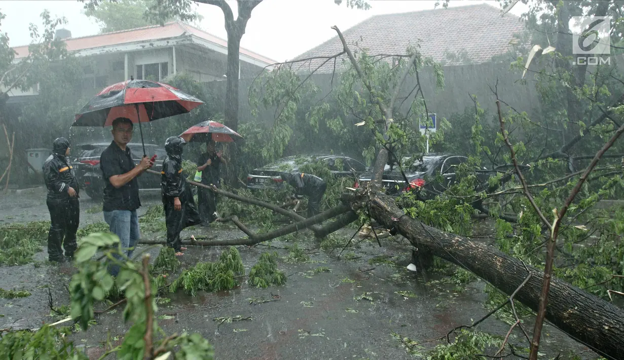 Sejumlah orang mengamati pohon tumbang di parkiran Metropole XXI, Cikini, Jakarta Pusat, Minggu (31/12). Hujan angin melanda Jakarta jelang malam pergantian tahun hingga membuat beberapa pohon bertumbangan. (Liputan6.com/Herman Zakharia)
