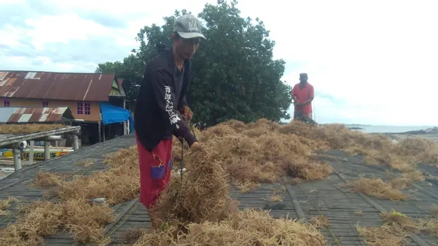 Jadi UMKM Binaan BRI, Klaster Usaha Rumput Laut Kampung Pogo Semakin Produktif Dorong Perekonomian Pesisir Sulawesi Selatan
