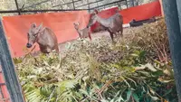 Rusa sambar yang dilepasliarkan oleh BBKSDA Riau setelah menerima penyerahan dari warga Kepulauan Meranti. (Liputan6.com/M Syukur)