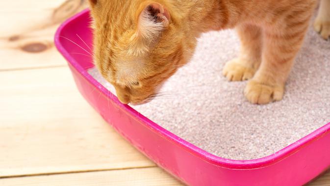Litter box kucing (Shutterstock)