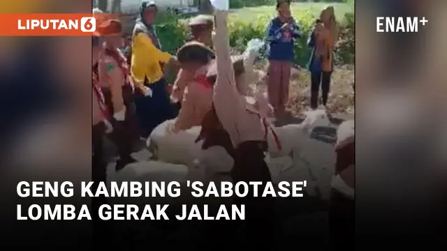 Ngakak! Sekelompok Kambing Ganggu Lomba Gerak Jalan di Lumajang