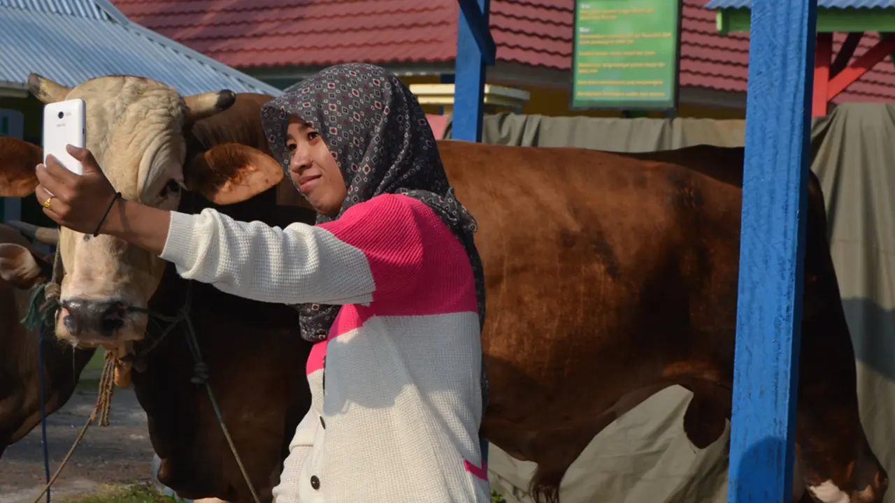 Sapi kurban Presiden Jokowi di Bengkulu